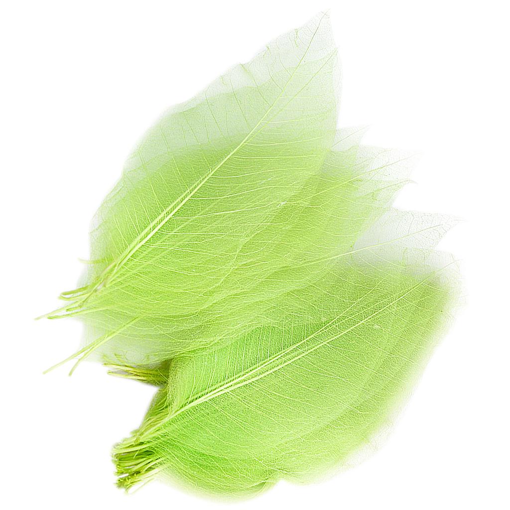 Natural Catbrier Skeleton Leav - Embellish Craft ulasan dan harga